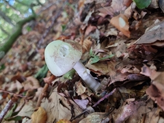 Amanita citrina