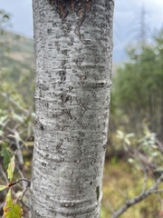 Quercus gravesii
