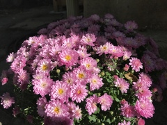 Chrysanthemum morifolium