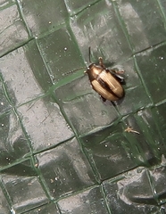 Chaetocnema conducta