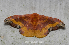 Oreta sanguinea