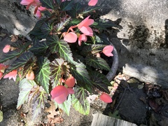 Begonia × tuberhybrida
