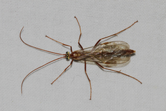 Ophion obscuratus