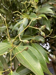 Cinnamomum verum
