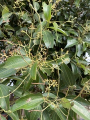 Cinnamomum verum