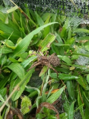 Lycosa erythrognatha