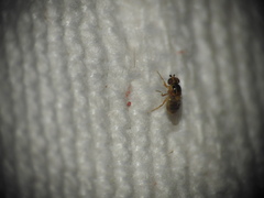 Thaumatomyia