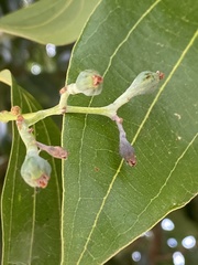 Cinnamomum verum