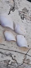 Donacidae
