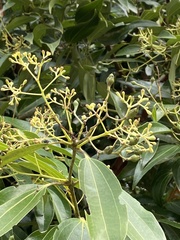 Cinnamomum verum