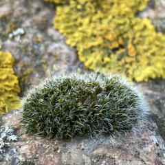 Grimmia pulvinata
