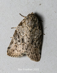 Characoma metalophota