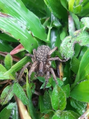 Lycosa erythrognatha