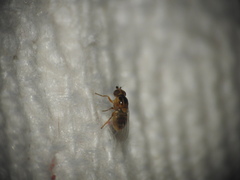 Thaumatomyia
