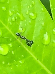 Odontomantis