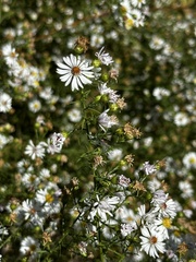 Symphyotrichum pilosum