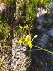 Albuca cooperi