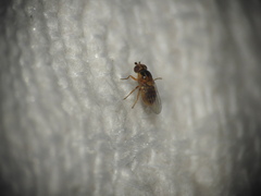 Thaumatomyia