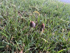 Coprinopsis atramentaria