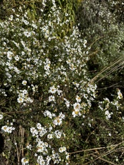 Symphyotrichum pilosum