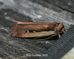 Ochropleura