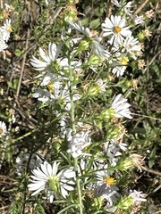 Symphyotrichum pilosum
