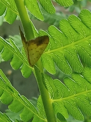 Evergestis extimalis