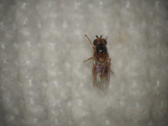 Thaumatomyia