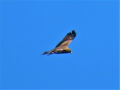 Milvus migrans parasitus