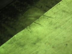 Trypoxylus dichotomus