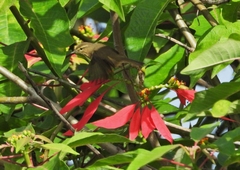 Phylloscopus canariensis