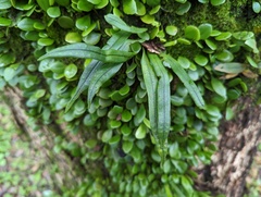 Lepisorus thunbergianus