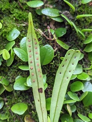 Lepisorus thunbergianus