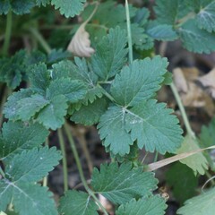 Potentilla flabellifolia