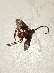 Ichneumonoidea