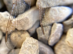 Crocothemis erythraea