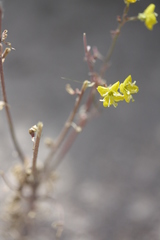 Chylismia claviformis lancifolia