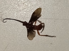 Ichneumonoidea