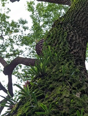 Lepisorus thunbergianus