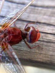 Crocothemis erythraea