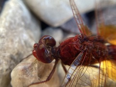 Crocothemis erythraea