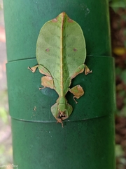 Pulchriphyllium bioculatum