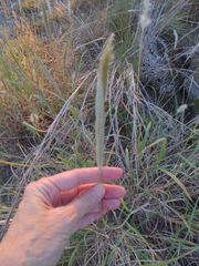 Bothriochloa barbinodis