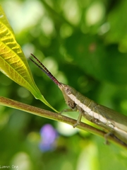 Mitricephala milleri