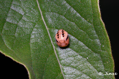 Cheilomenes sexmaculata