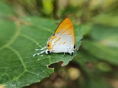 Hypolycaena thecloides
