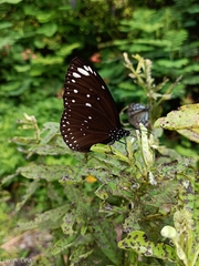 Euploea crameri