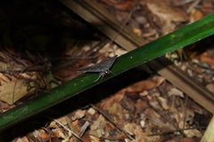 Ischyja ferrifracta