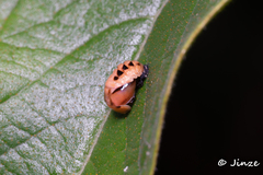 Cheilomenes sexmaculata
