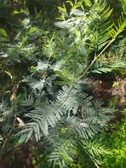 Acacia dealbata